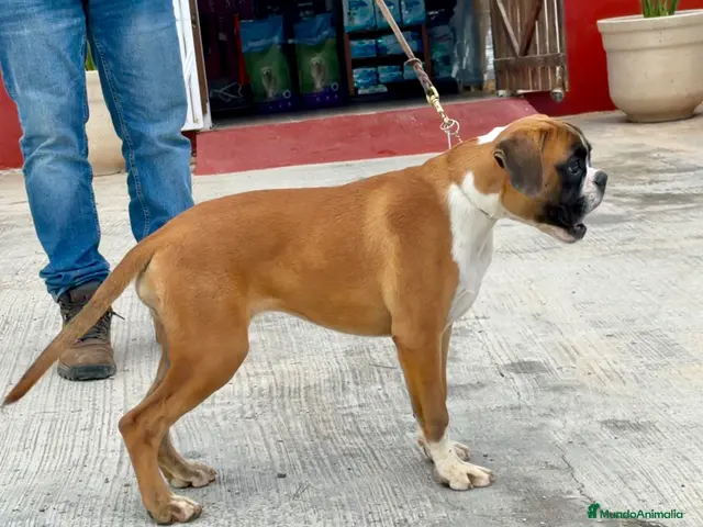 Boxer perros en venta: Boxer - Anuncio 2