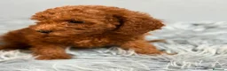 Caniche Enano perros en venta: CANICHE ROJO - Anuncio 7