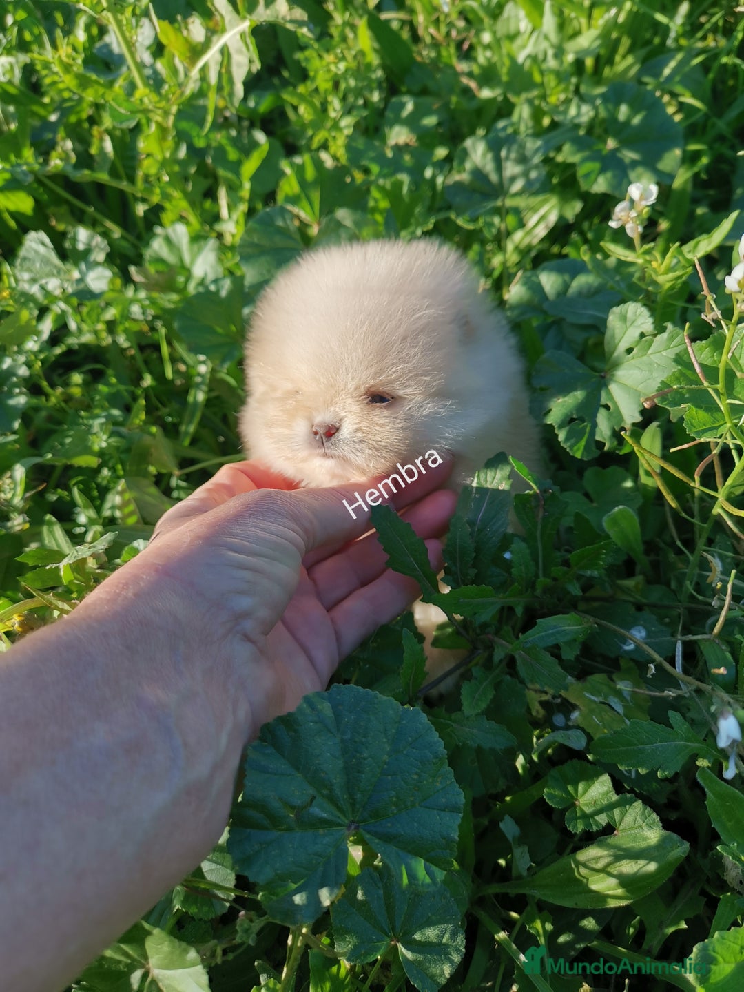 Pomerania perros en venta: Hembras muy pequeñas de pomerania  - Anuncio 1