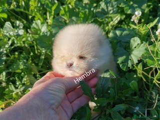 Pomerania perros Hembras muy pequeñas de pomerania - Anuncio 9