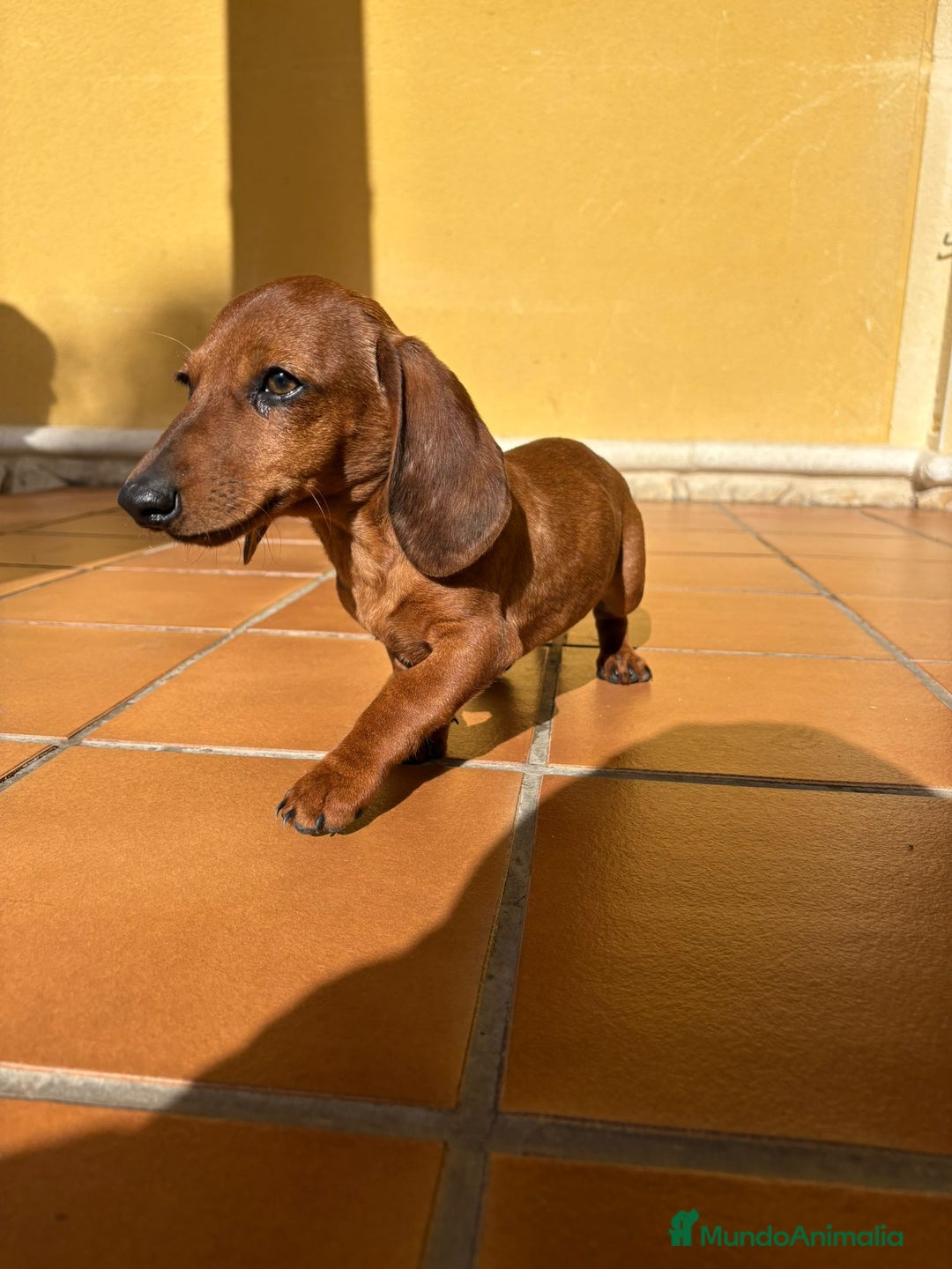 Teckel perros en venta: Teckel kaninchen merle chocolate diluido - Anuncio 1