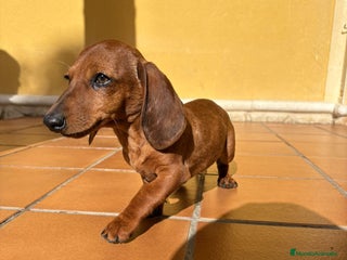 Teckel perros Teckel kaninchen merle chocolate diluido - Anuncio 1