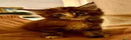 Maine Coon gatos en venta: Amy de Villaissabel  - Anuncio 2