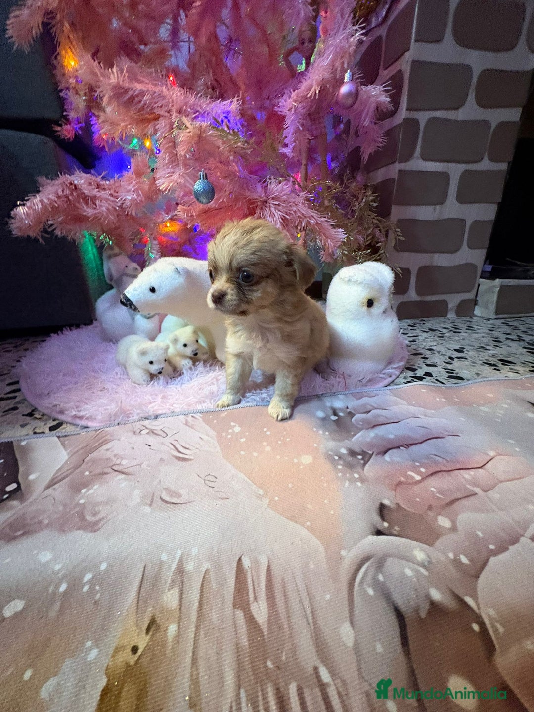 Chihuahua perros en venta: Chihuahua toy pelo largo  - Anuncio 14