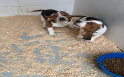 Basset Hound perros en venta: Último BASSET HOUND  - Anuncio 5