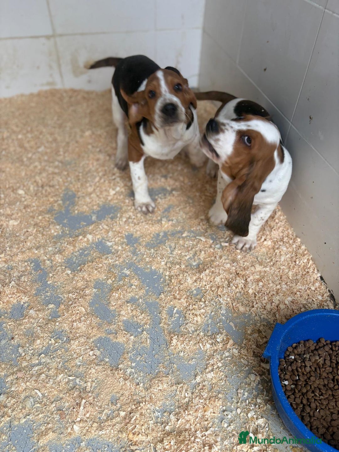 Basset Hound perros en venta: Último BASSET HOUND  - Anuncio 5