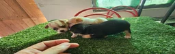 Chihuahua perros en venta: Chihuahuas mini - Anuncio 7