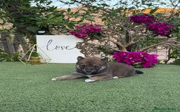 Shiba Inu perros en venta: Shiba Inu rojos y negros  - Imagen 2
