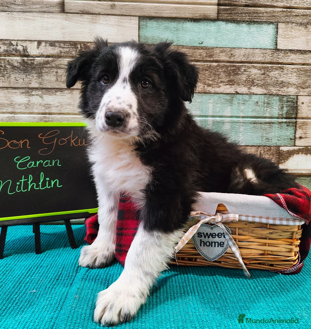 Border Collie perros en venta: Border collie blanco/negro disponibles - Anuncio 11