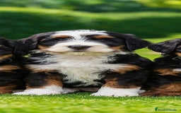 Raza Mixta perros en venta: Berna Doodle únicos en España  - Imagen 6