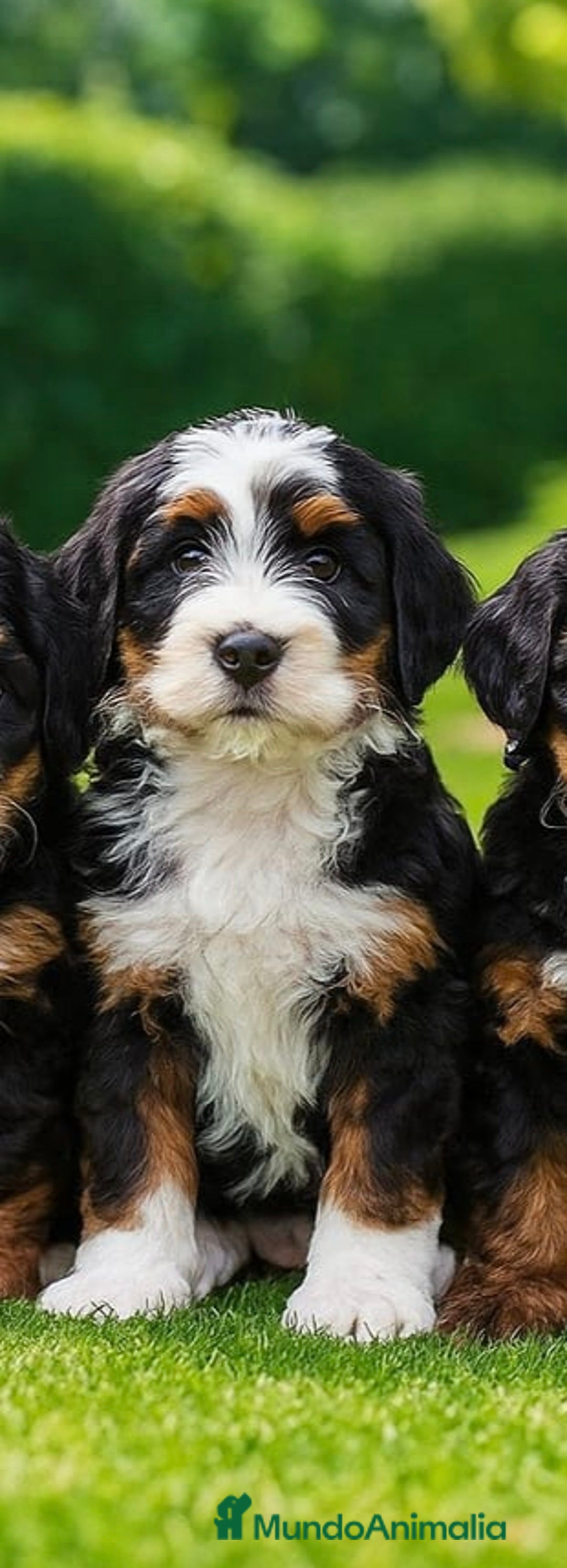 Raza Mixta perros en venta: Berna Doodle únicos en España  - Imagen 6