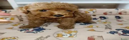 Caniche Toy perros en venta: Caniche Toy - Anuncio 9