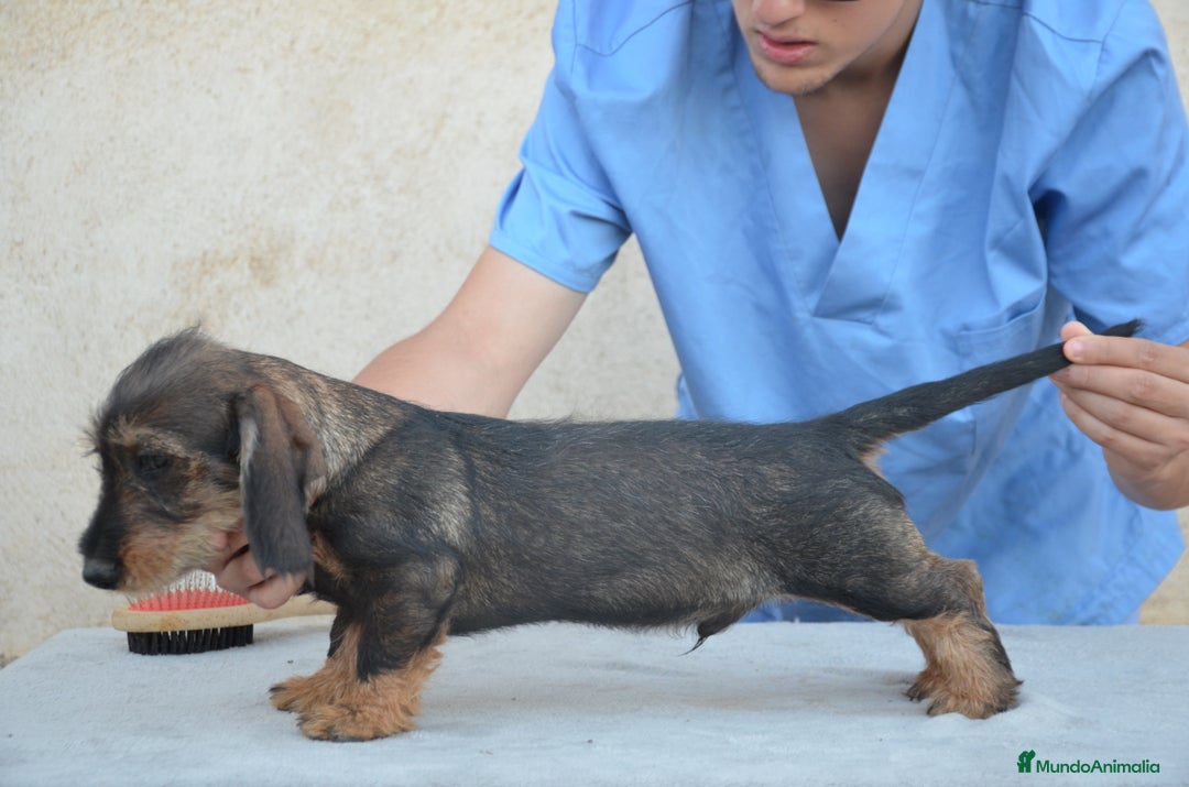 Teckel perros en venta: Teckel de pelo duro - Imagen 3