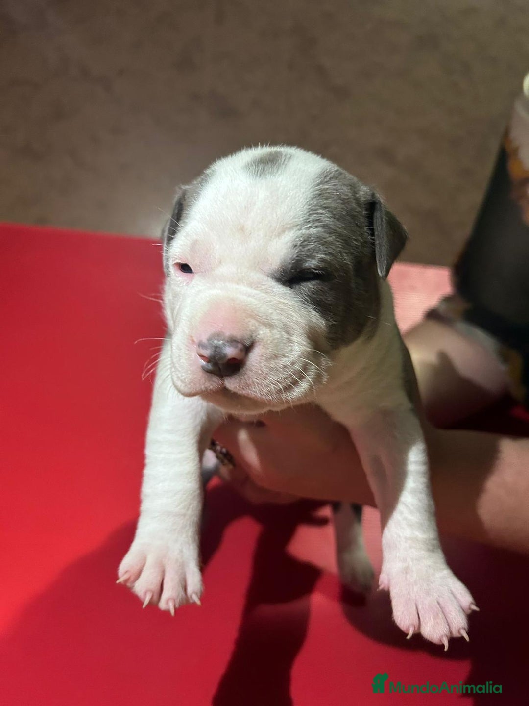 American Pit Bull Terrier perros en venta: camada American Pitbull Terrier  - Imagen 23