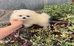 Pomerania perros en venta: Pomeranias Macho disponible  - Imagen 1