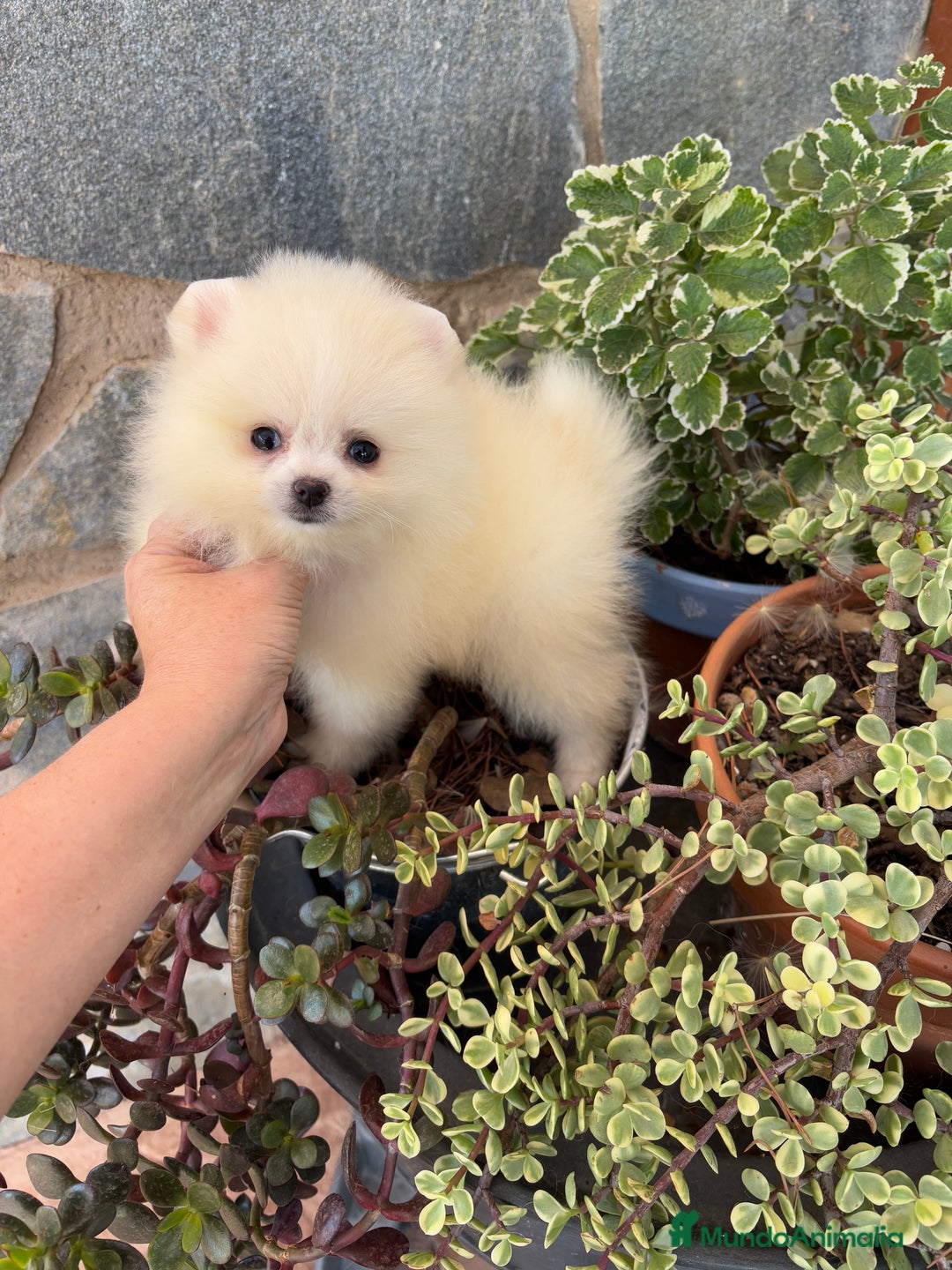 Pomerania perros en venta: Pomeranias Macho disponible  - Imagen 1