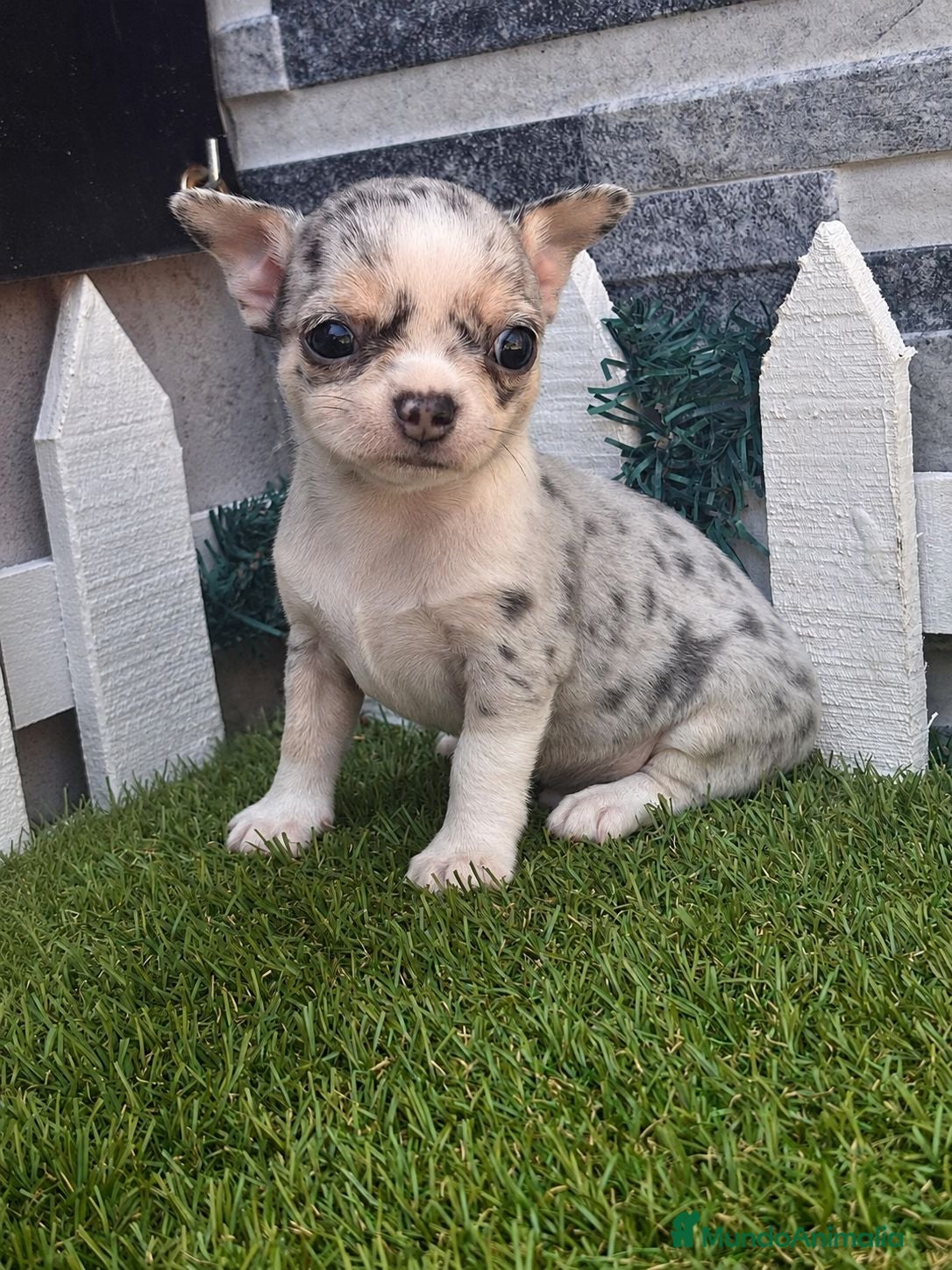 Chihuahua perros CHIHUAHUAS - Anuncio 2