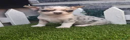 Chihuahua perros en venta: CHIHUAHUAS - Anuncio 1