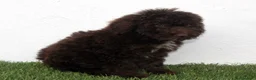 Perro de Agua Español perros en venta: Perro de Agua Español - Anuncio 18