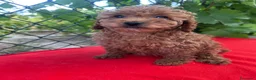 Caniche Toy perros en venta: PRECIOSA CANICHE TOY - Anuncio 1