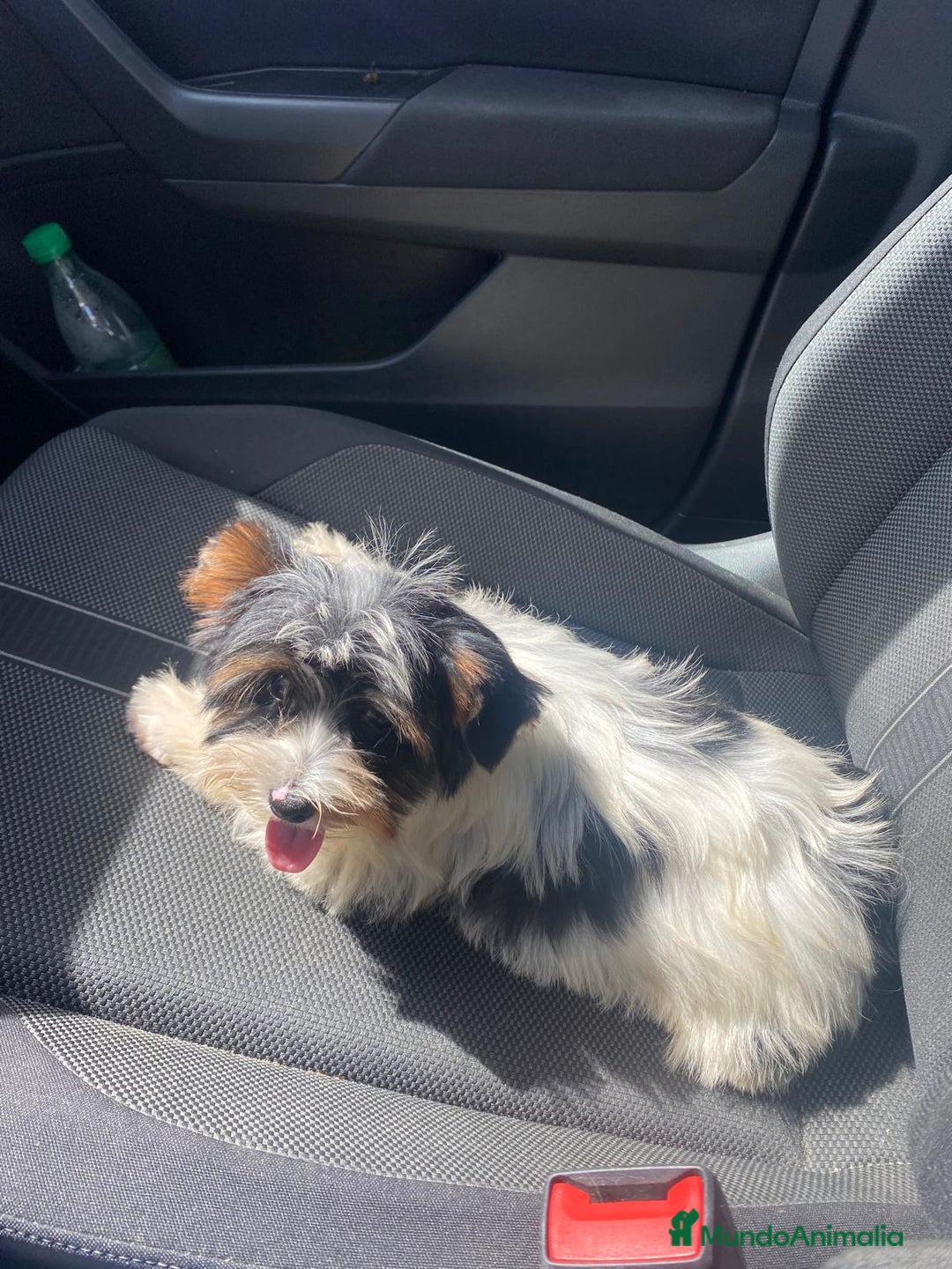 Biewer Yorkshire Terrier a la Pom Pon perros en venta: CACHORRO DE YORKSHIRE BEAVER - Imagen 5