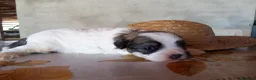 Perro Crestado Chino perros en venta: Camada Crestados Chinos - Anuncio 2