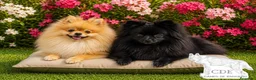 Pomerania perros en venta: Pomeranias hembras - Anuncio 1