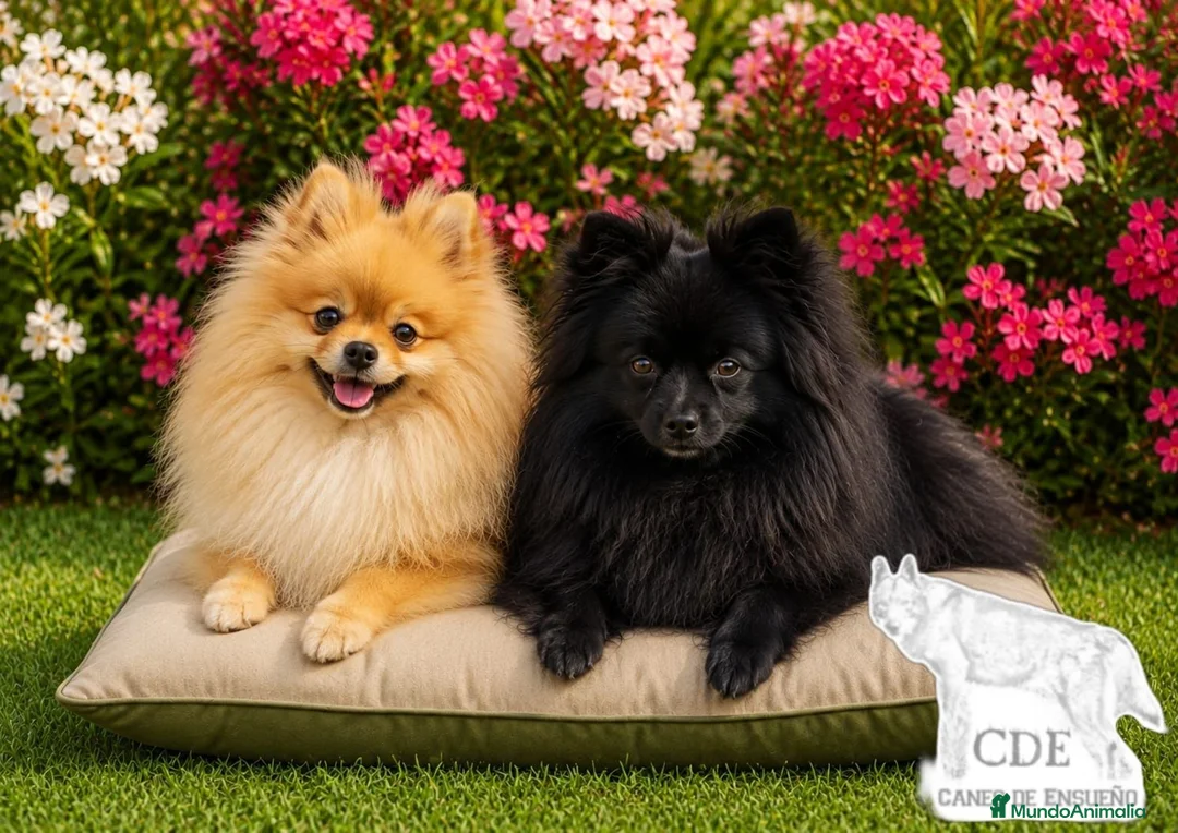 Pomerania perros en venta: Pomeranias hembras - Anuncio 1