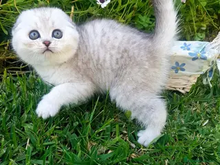 Británico de Pelo Corto gatos Scottish fold - Anuncio 2