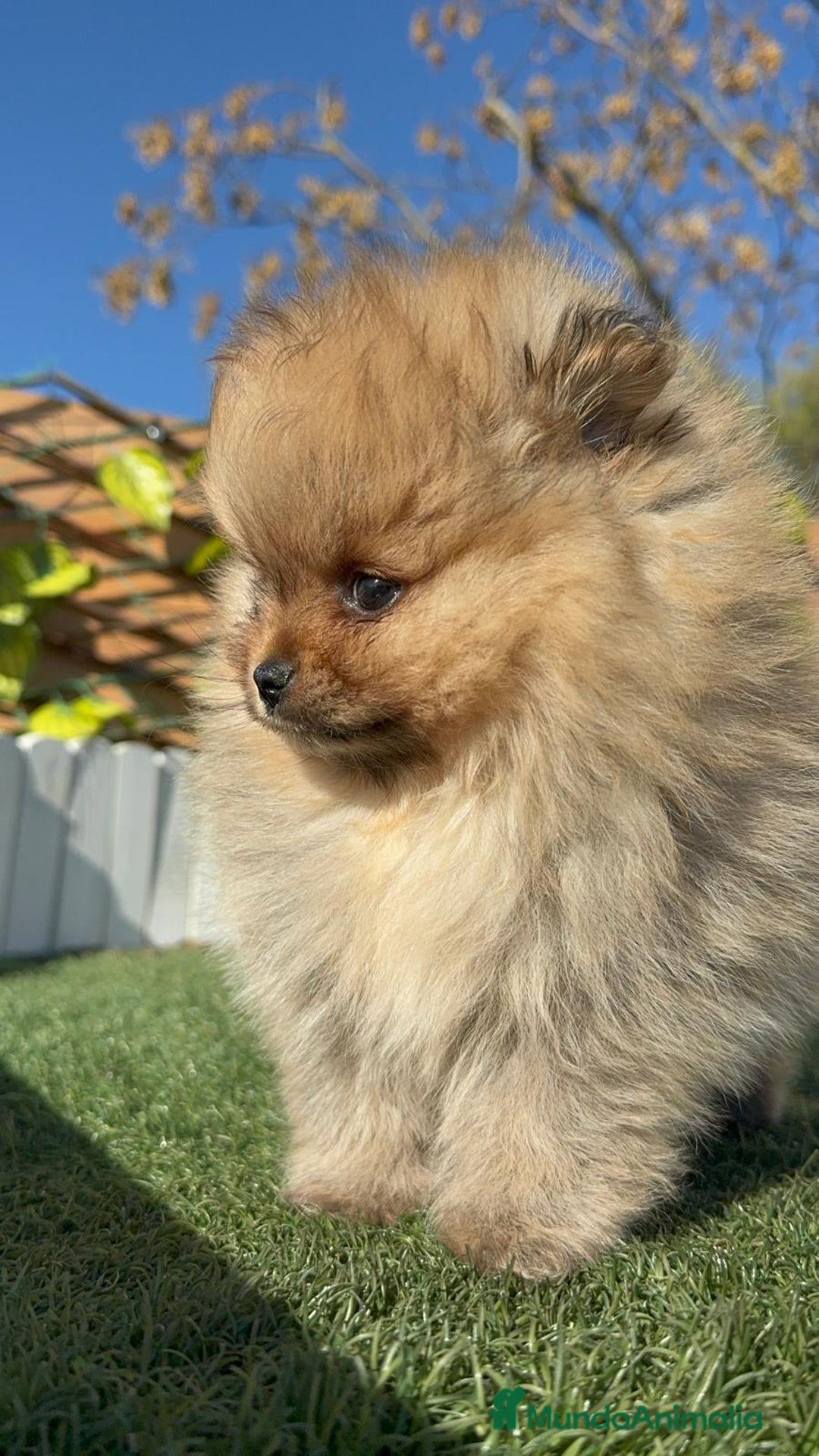 Pomerania perros en venta: POMERANIA CARA DE OSITO - Anuncio 16