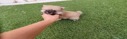 Pomerania perros en venta: Pomeranias mini ositas - Anuncio 7