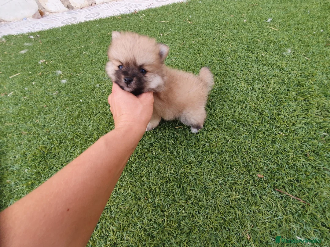 Pomerania perros en venta: Pomeranias mini ositas - Anuncio 7