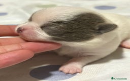 Chihuahua perros en venta: Chihuahua toy rusos - Imagen 5