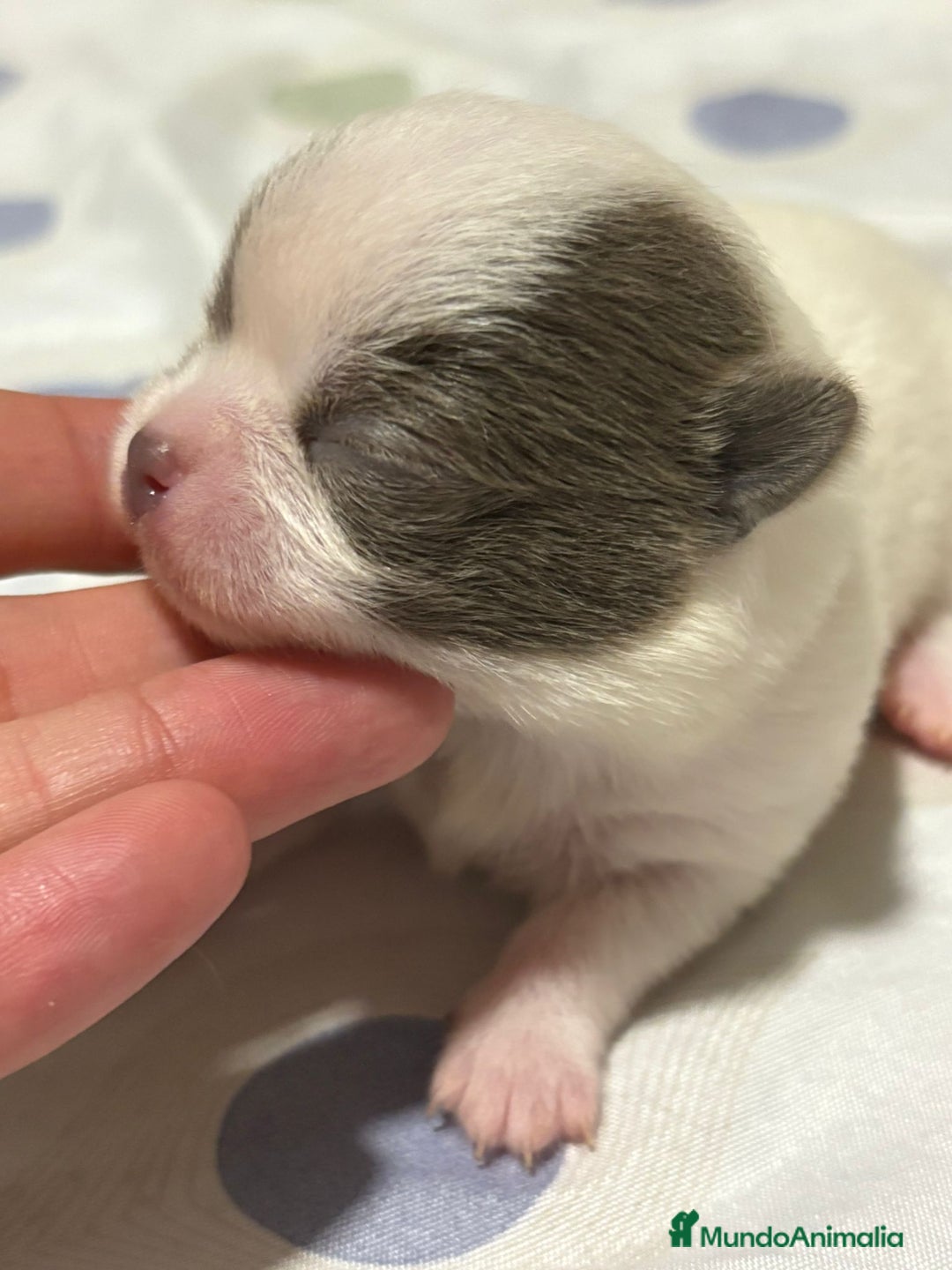 Chihuahua perros en venta: Chihuahua toy rusos - Imagen 5