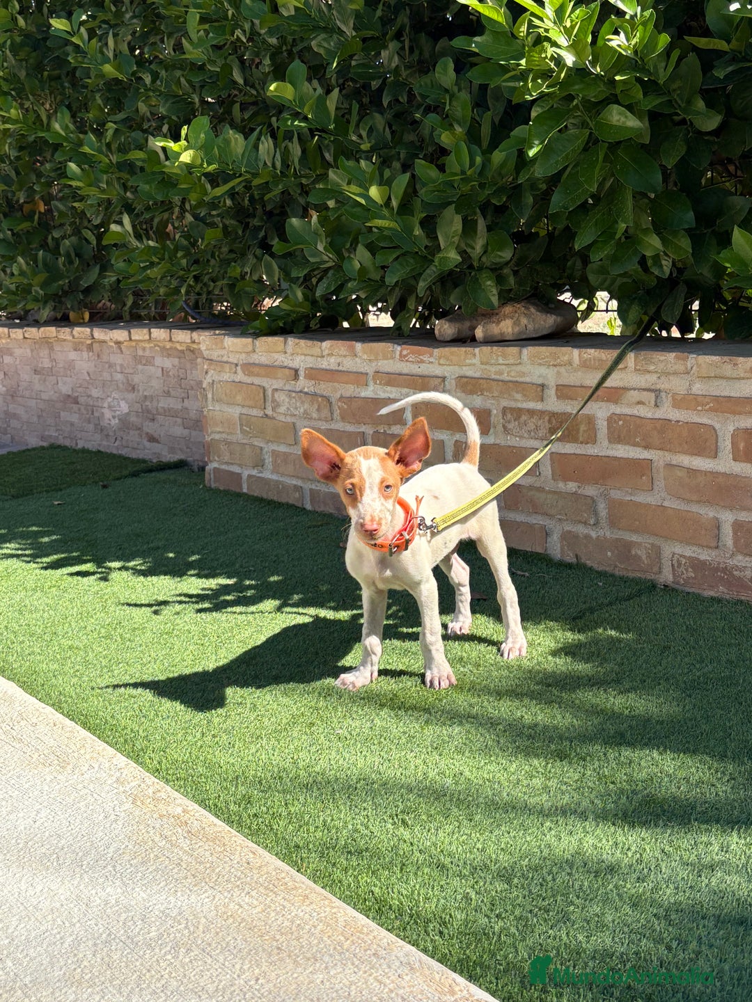 Podenco Ibicenco perros en venta: Cachorro podenco ibicenco  - Imagen 7