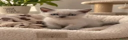 Británico de Pelo Corto gatos en venta: BRITISH WHITE POINT – MACHO 🐾 - Anuncio 1
