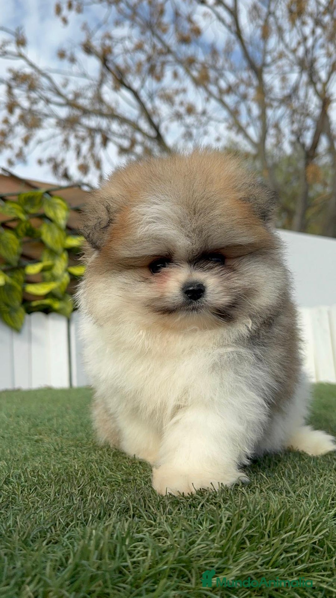 Pomerania perros en venta: POMERANIA HEMBRA - Anuncio 21