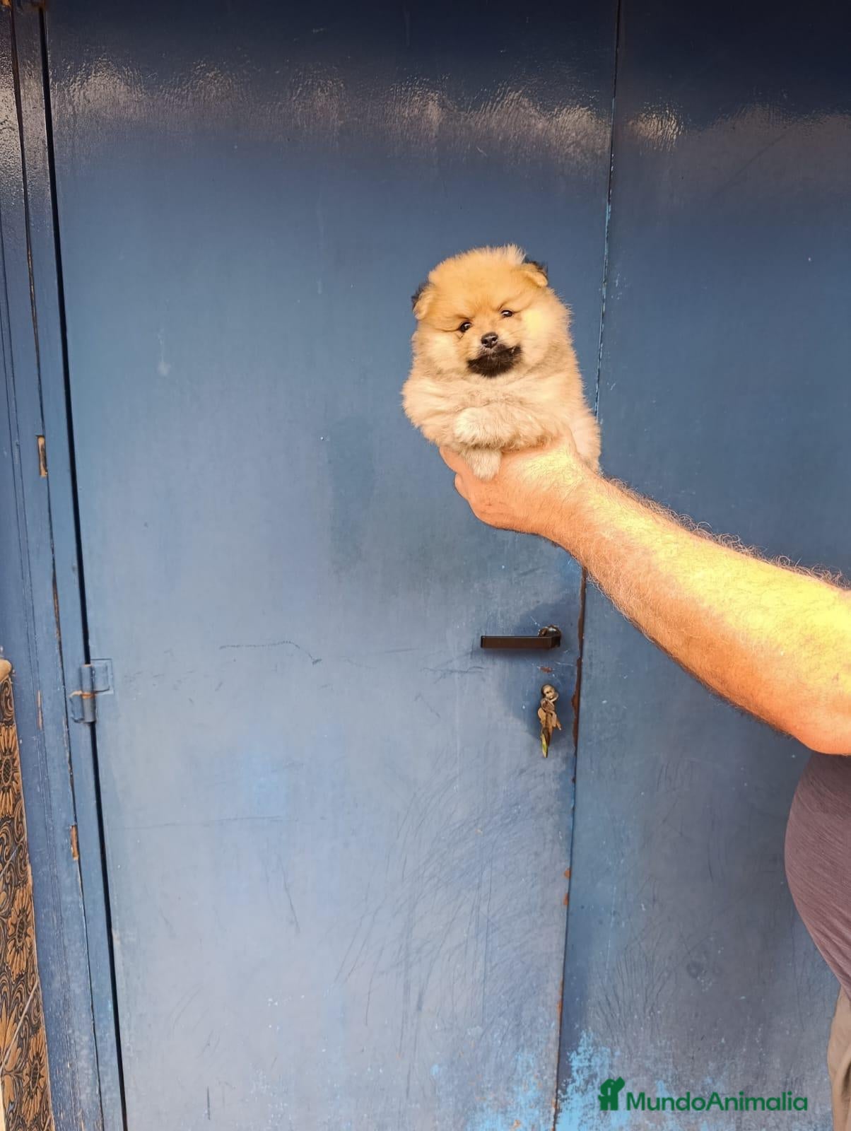 Pomerania perros ‼️POMERANIAS AMERICANOS TAMAÑO TOY - Anuncio 10