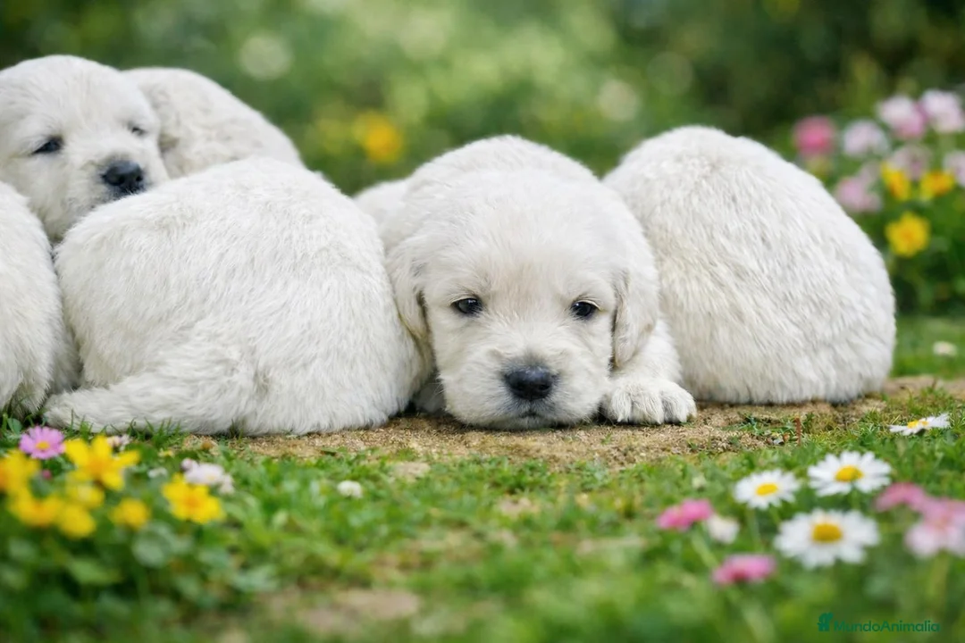 Golden Retriever perros en venta: Golden retriever - Anuncio 6