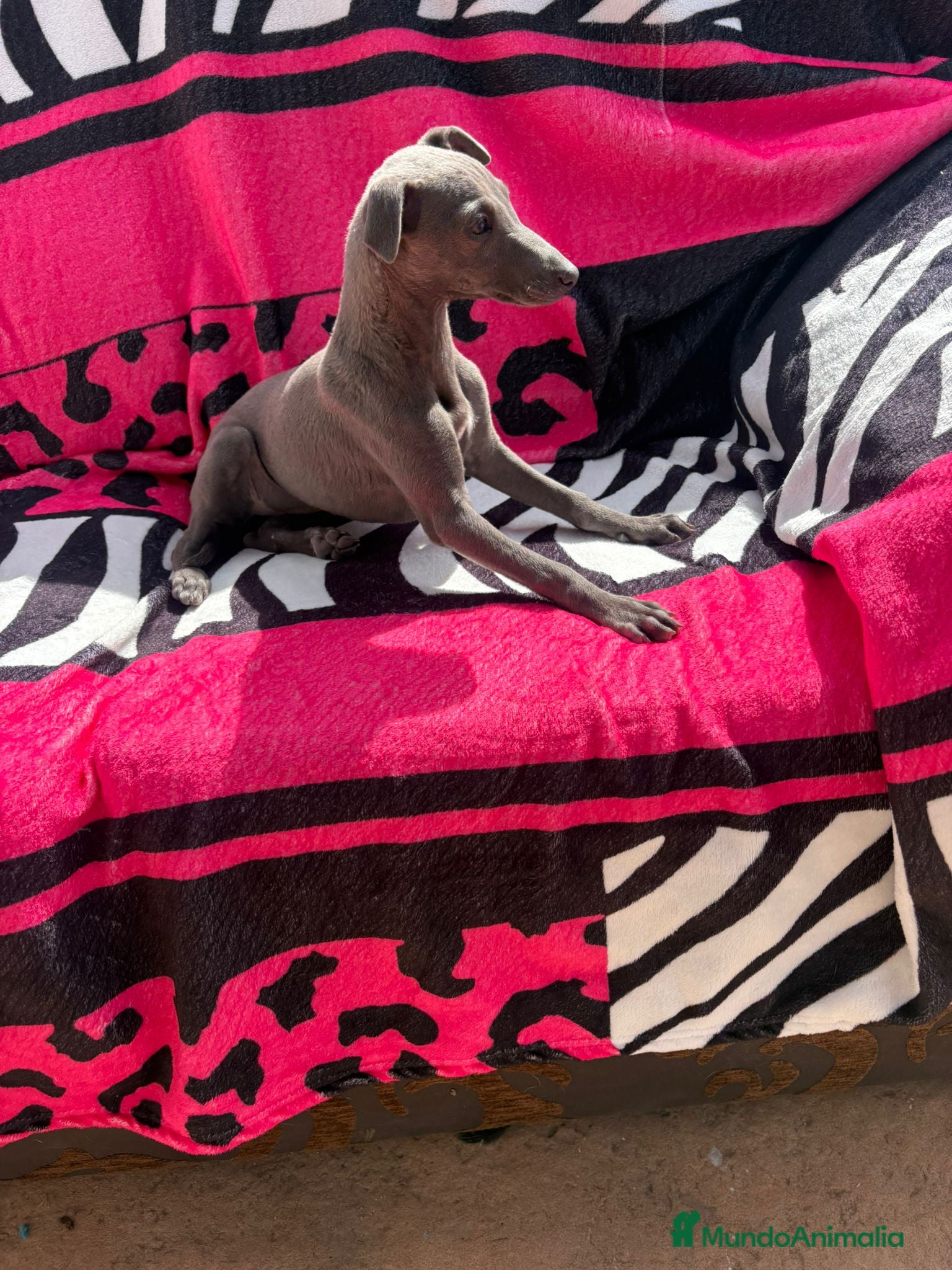 Whippet perros en venta: whippet blue - Anuncio 2