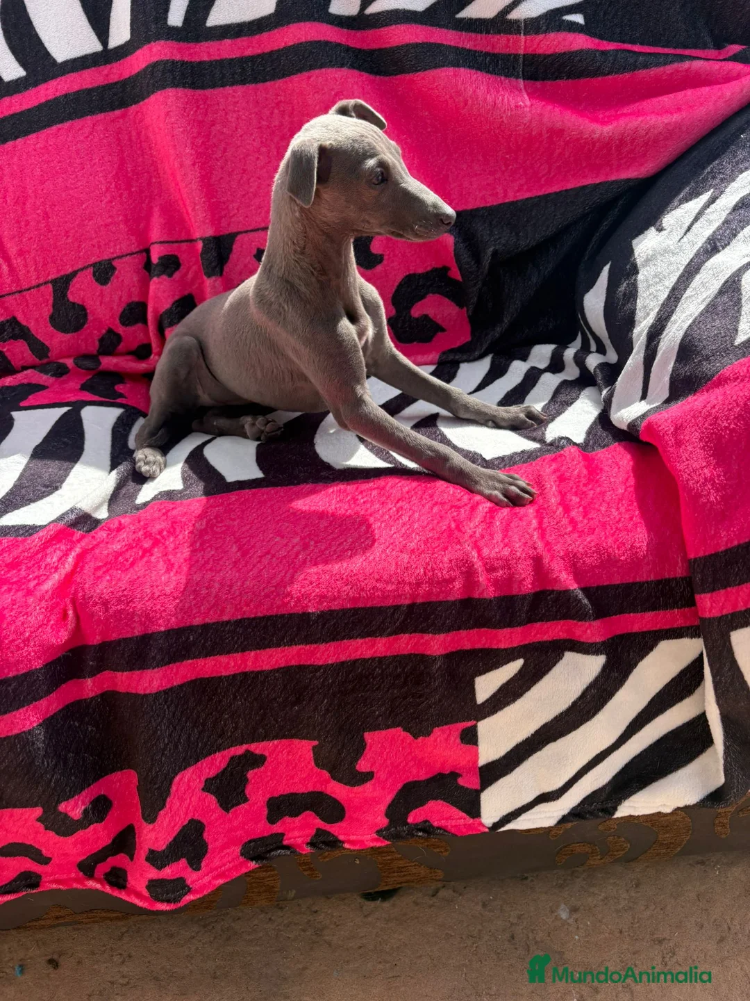 Whippet perros en venta: whippet blue en Barcelona - Anuncio 1