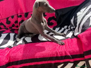 Whippet perros en venta: whippet blue - Anuncio 2