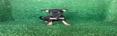 Chihuahua 3