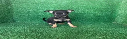Chihuahua perros en venta: chihuahua - Anuncio 9