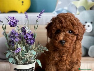 Caniche Toy perros caniche asiáticos toy - Anuncio 35