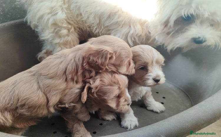Maltipoo perros Maltipoo cachorros  - Anuncio 1