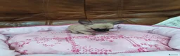 Chihuahua perros en venta: CHIHUAHUA TOY  - Anuncio 6