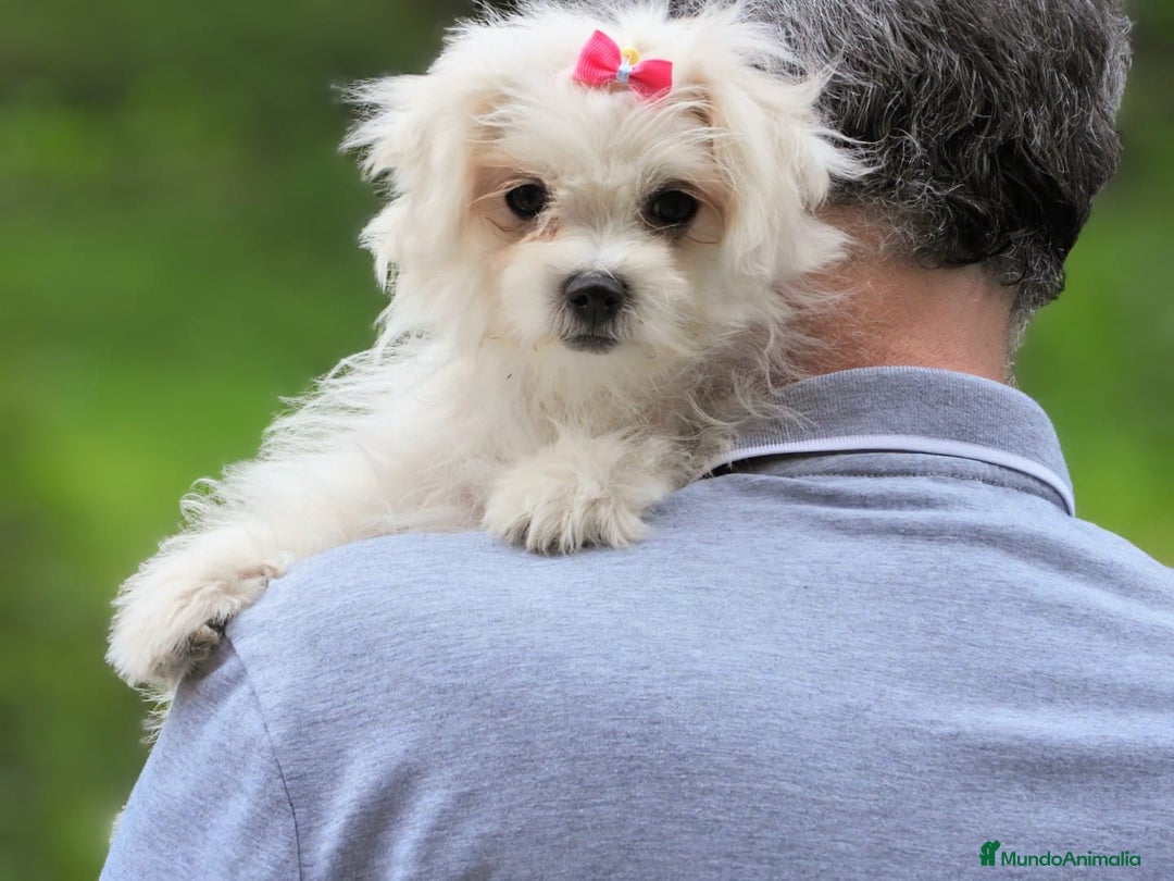 Bichón Maltés perros en venta: Camada de bichón maltés - Imagen 28