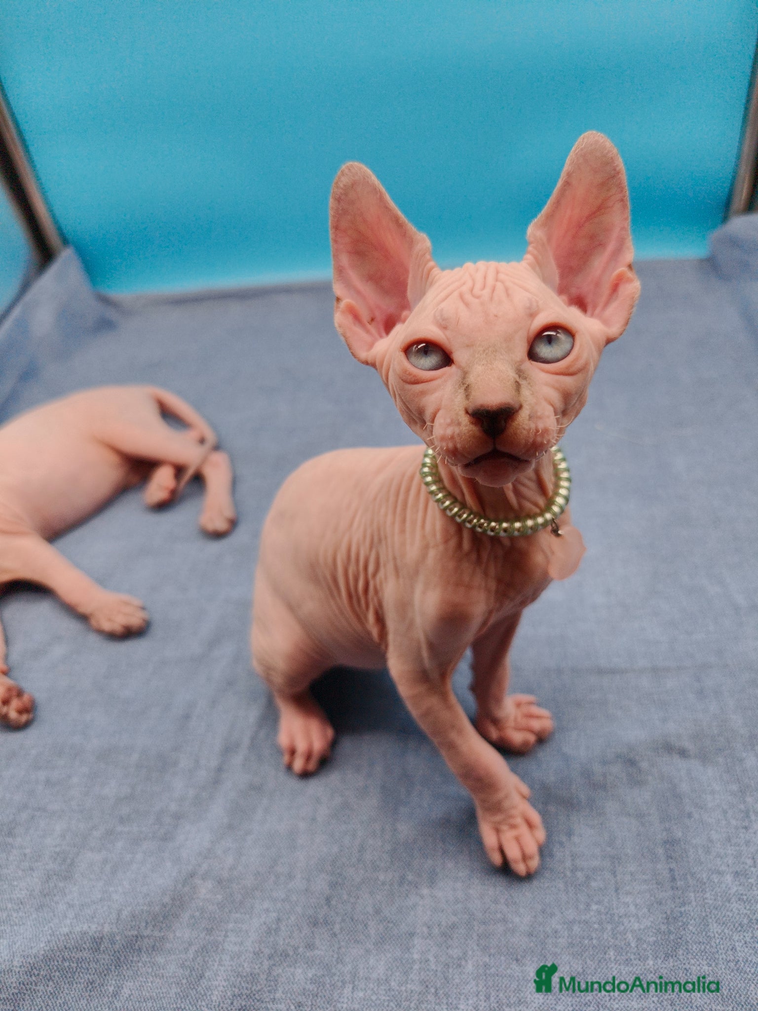 Sphynx gatos Impresionante machito ojos azules  - Anuncio 7