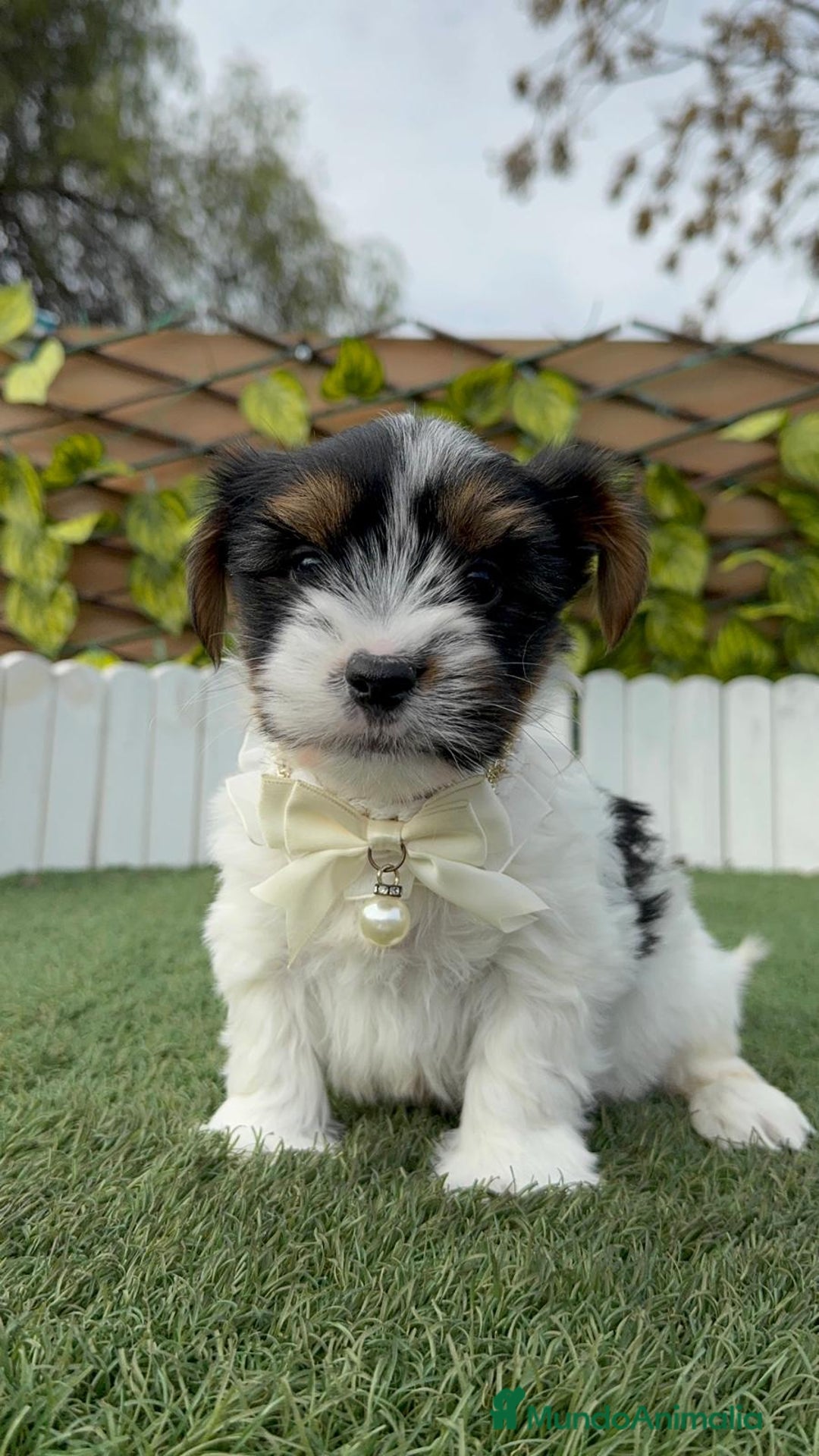 Yorkshire Terrier perros en venta: YORKSHIRE BIEWER - Anuncio 15